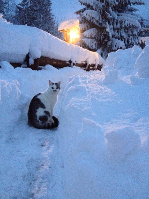 La Lince Lodge Camporosso  エクステリア 写真